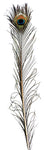 Peacock Feather