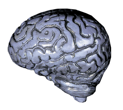 Human Brain - Gray