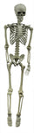 5' Hanging Skeleton
