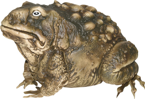 Toad 10 Inch