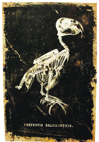 24" x 16" Skeleton Bird Canvas without Frame