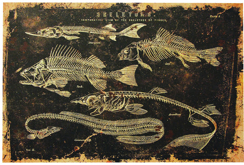 24" x 16" Skeleton Fish Canvas without Frame
