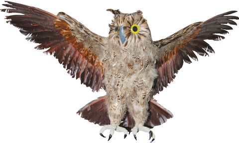 Large Brown Owl