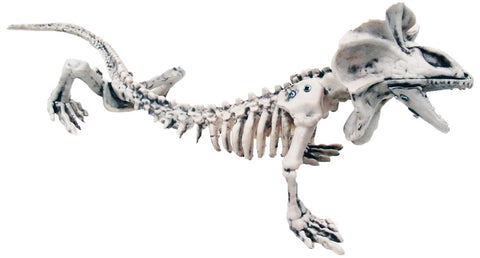 16" Skeleton Lizard