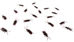 Roach Explosion - Set of 20